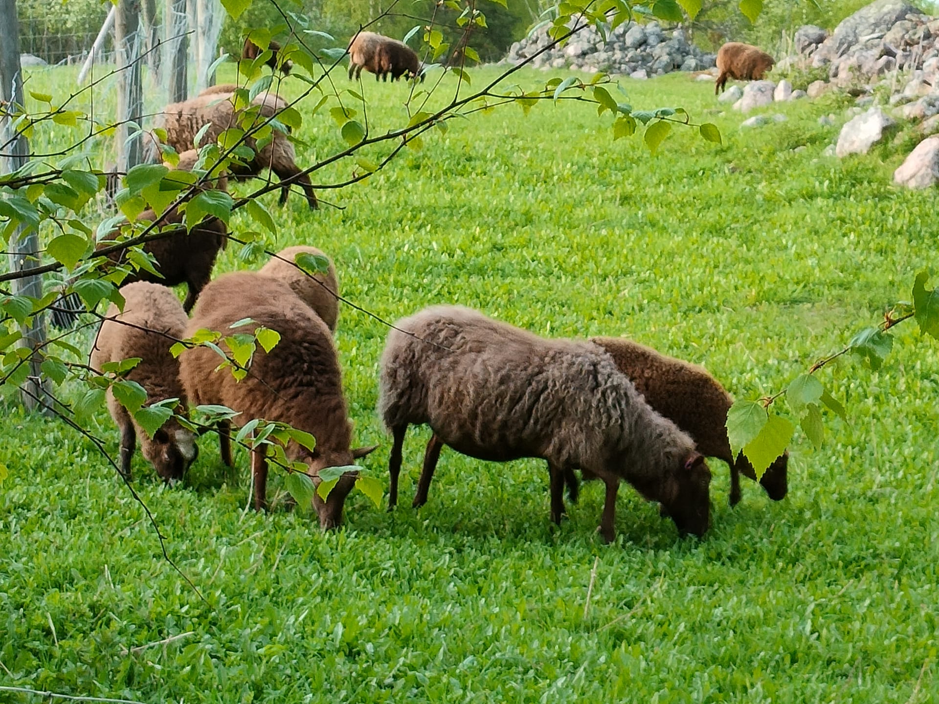 Sheep farm Onnela 