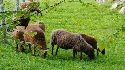 Sheep farm Onnela 